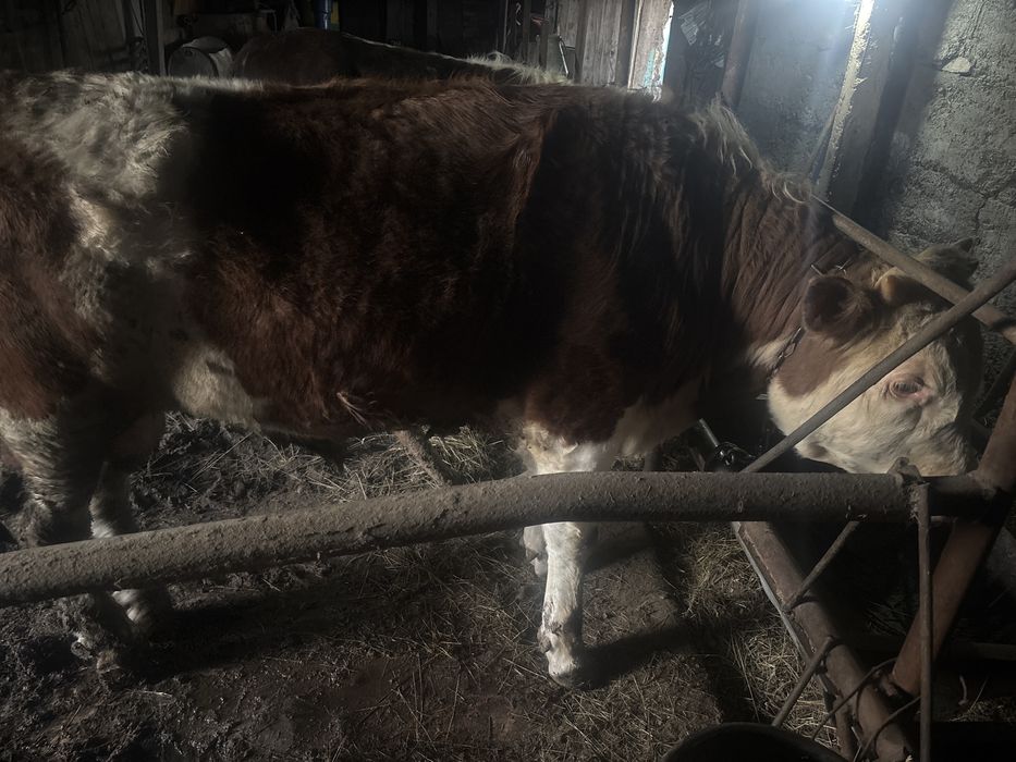 Продам быков с откорма