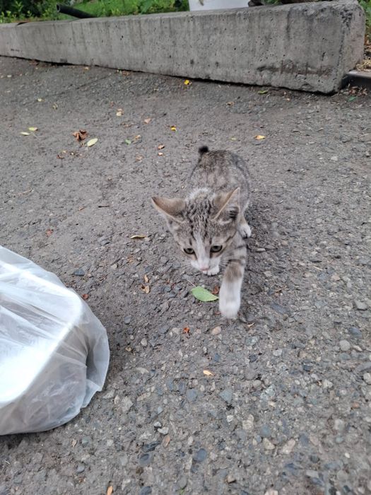 Отдам котенка в хорошие руки