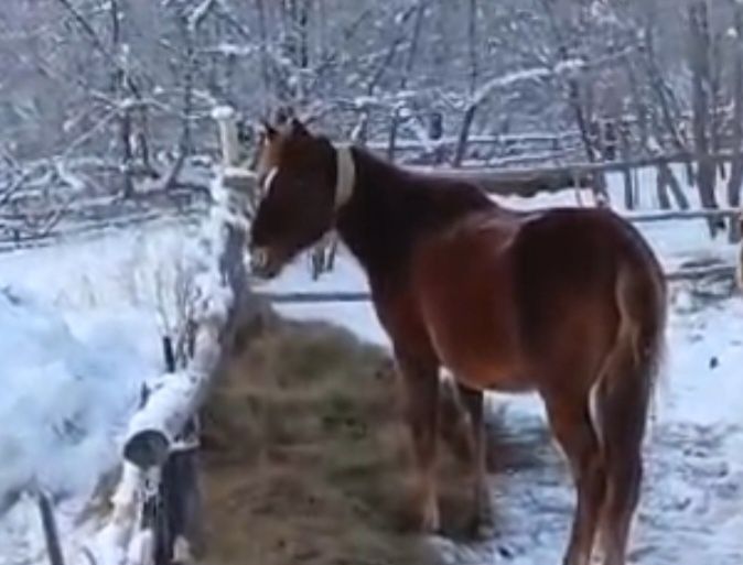 Төрт жасар айғыр сатылады