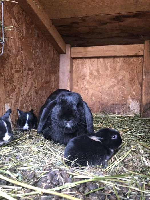 Iepuri berbec german pitic