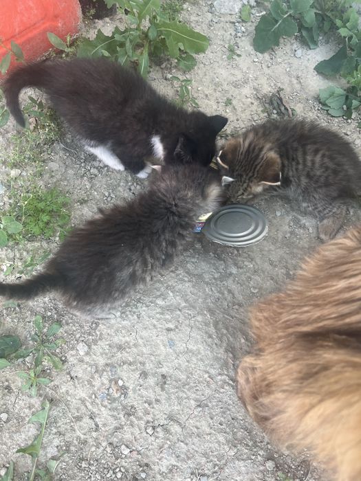 Отдам Даром котят с Кошкой вместе