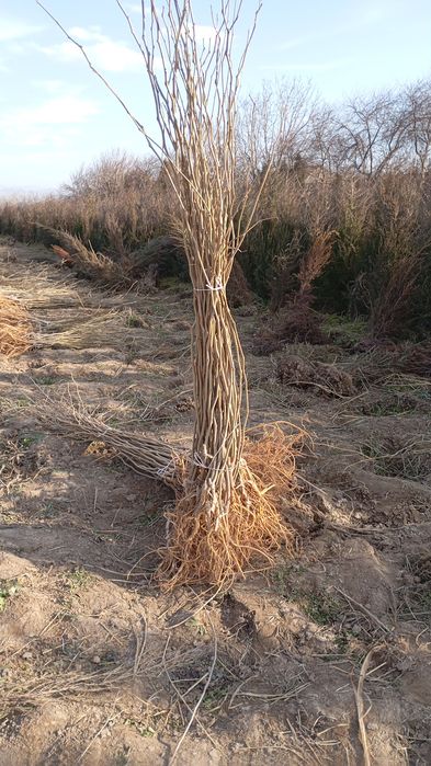 Yapon tut payvand qilingan