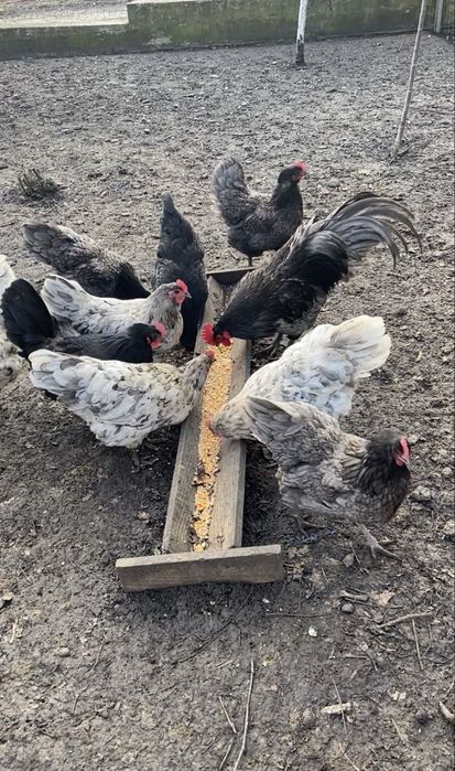 Gaini din rasa australorp