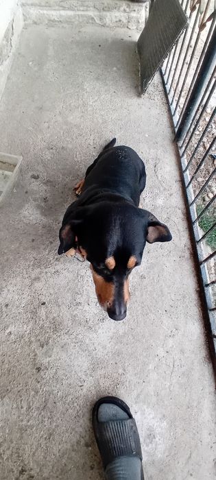 Câine gratis rasă de șobolan