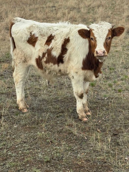 Продаются бычки пароды Симментал