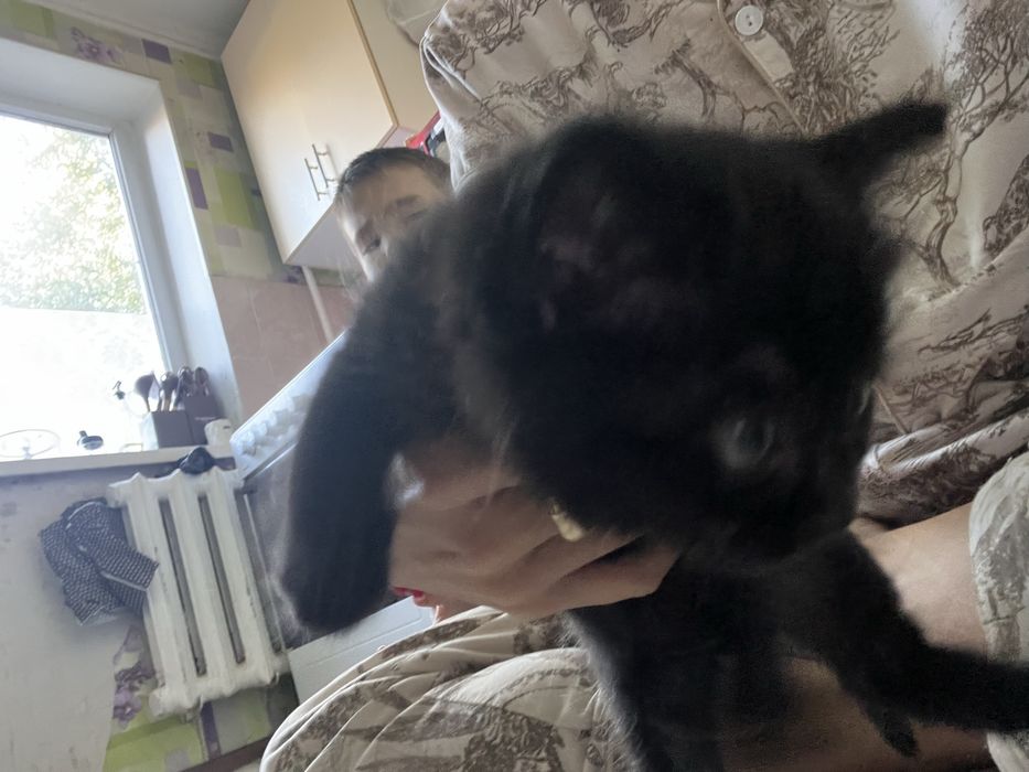 Котенок бесплатна