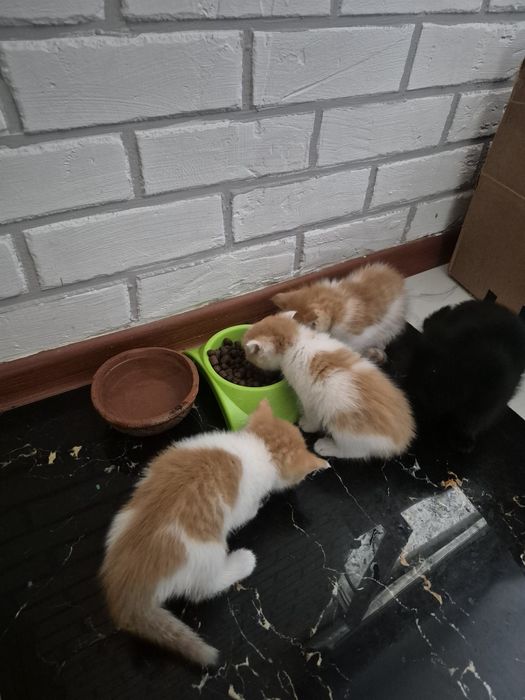 Отдам котят в добрые руки
