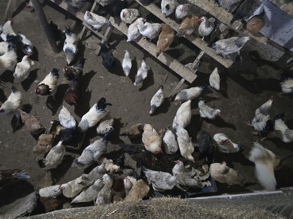 Тауықтар сатылады