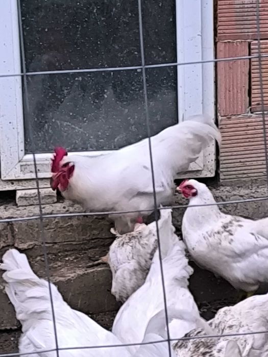 Яйца от бял плимутрок