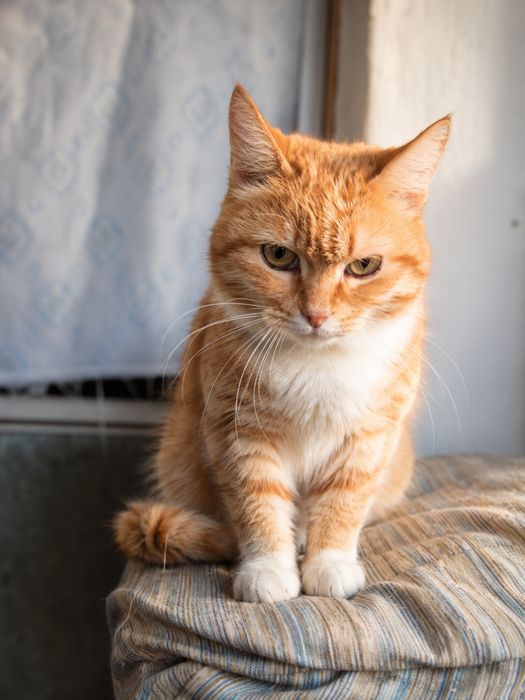Шикарная молоденькая кошечка