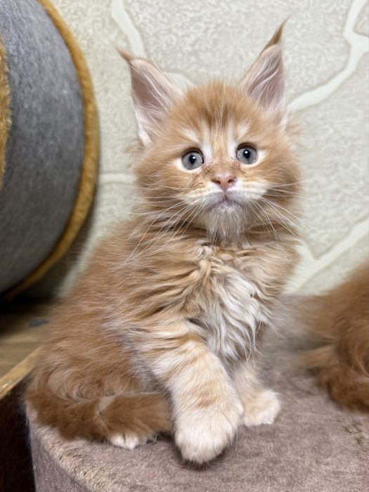 Роскошные котята мейнкуны