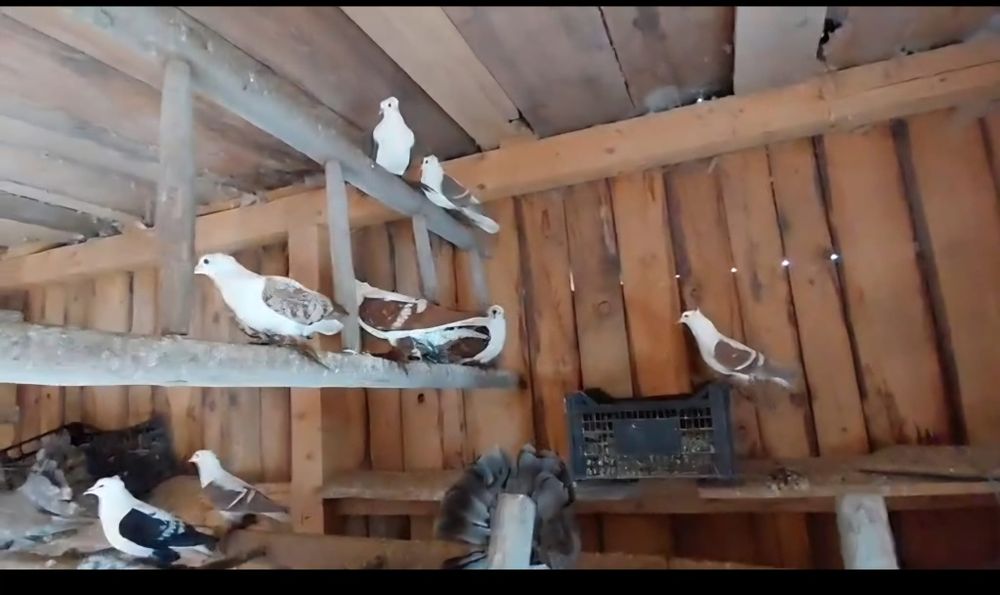 Rîndunele  și gușați de pomerania