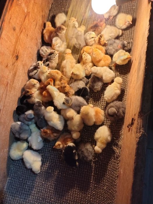 Pui de găină țărănești moțați gât golaș bărboși și încălțați