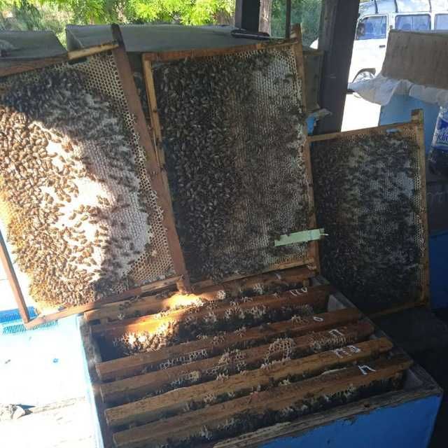 А Асал мед, тоза халол, табиий соф асал бор, кием, шакарли сироп эмас!