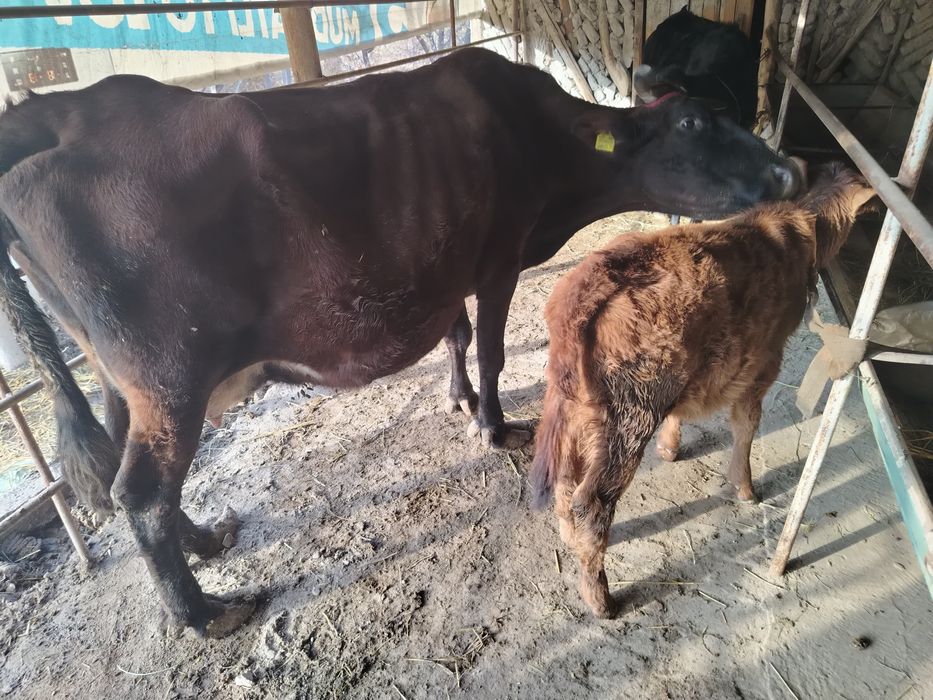 Ona bola sigir sotiladi.