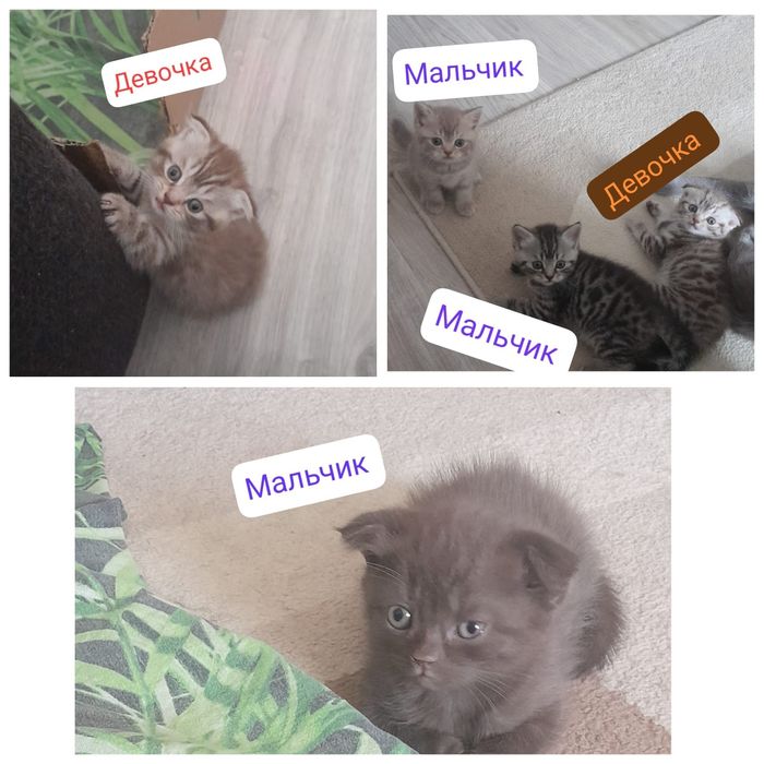 Продам породистых котят!