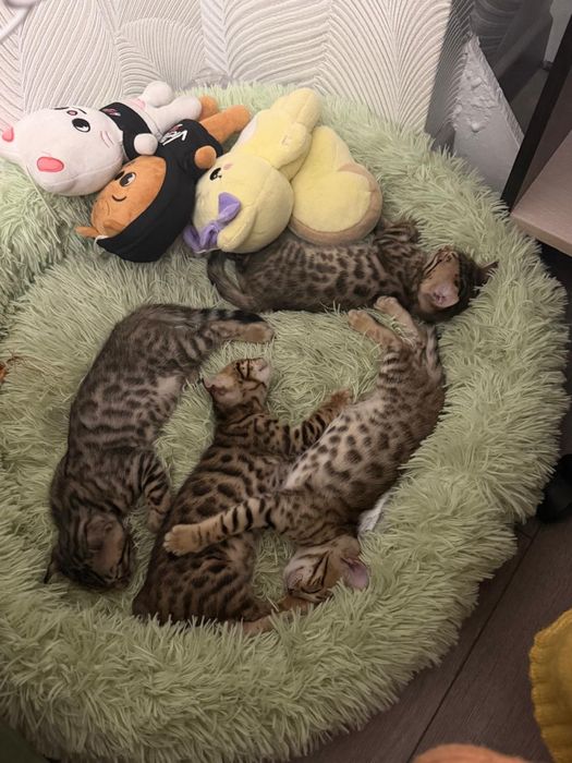 Котята бенгальские