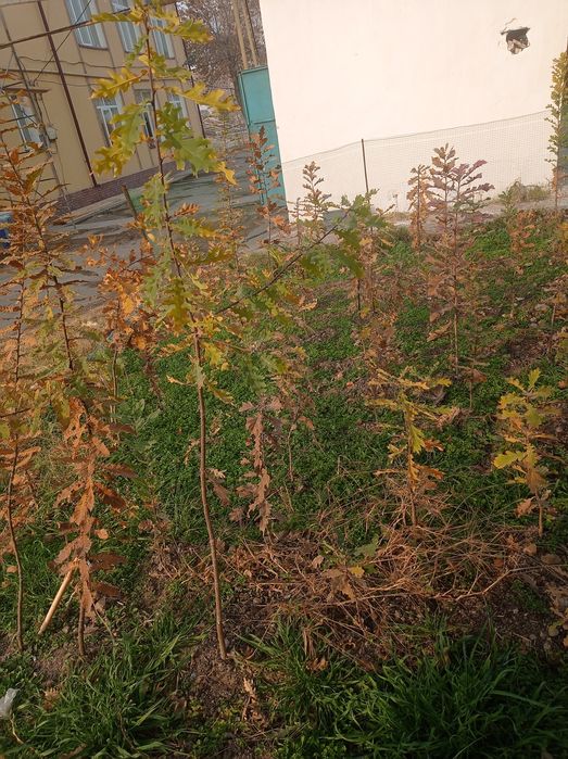 Dub-Eman kochatlari narxini gaplashamiz