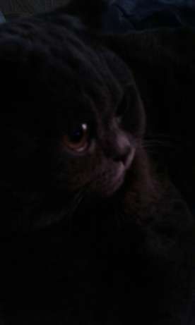 Британский чистокровный кот