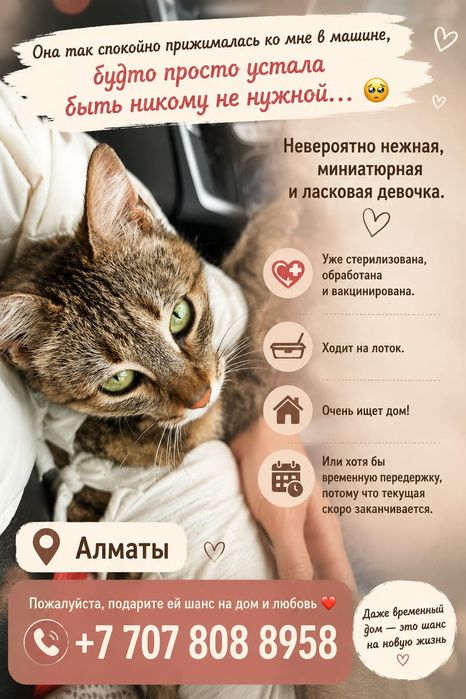 Кошечке нужна заботливая семья