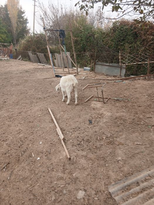 Продаётся зааненская коза