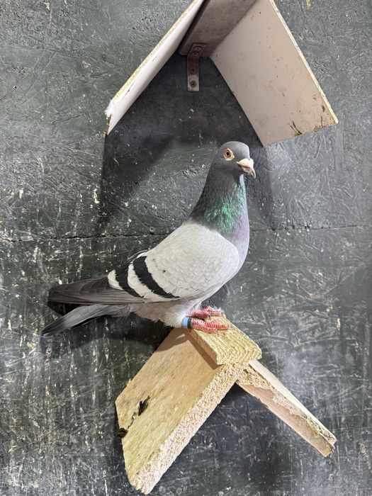 Vand o pereche de porumbei + cuscă si odihnitori