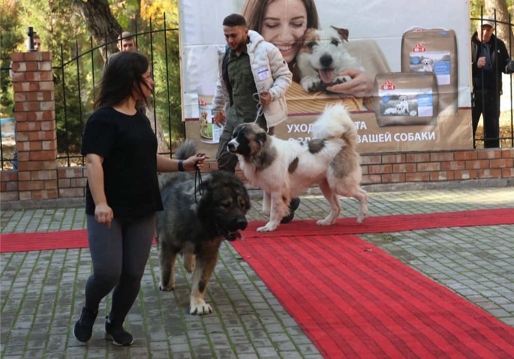 кавказская овчарка вязка