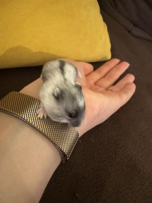 Vand Hamster pitic