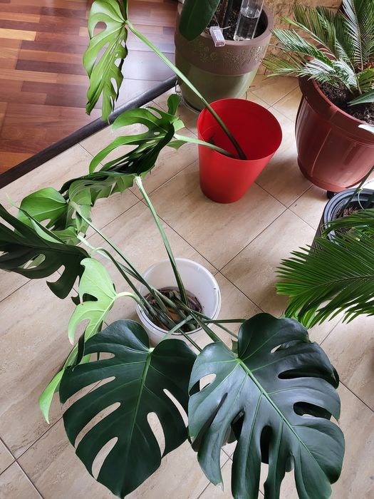 Frunze monstera cu radacina