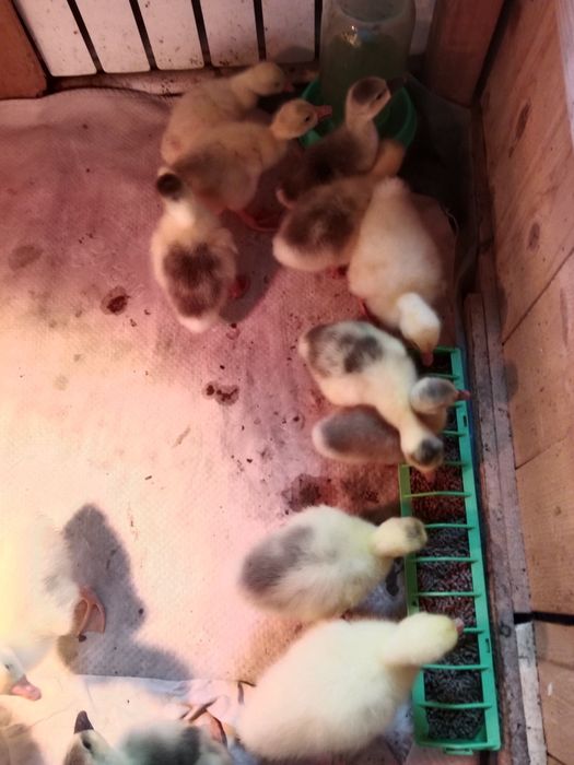 Продам домашних гусят