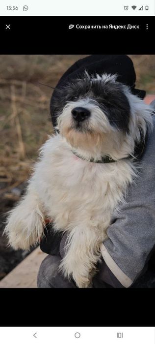 ПорОдиСтыЕ соБаЧки