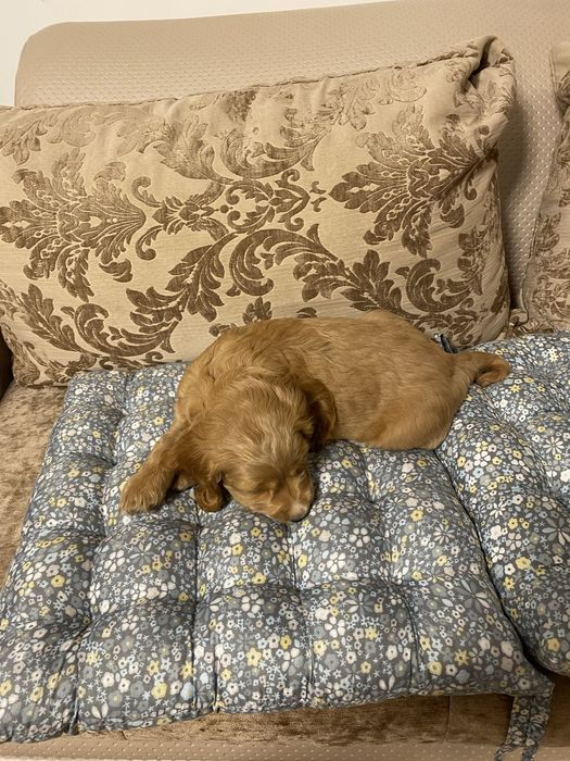 Cocker Spaniel baiat 2 luni