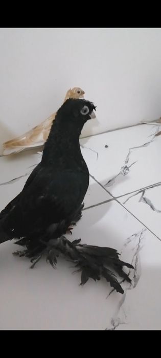 Kaptar bolalai 1 1,5 oyli