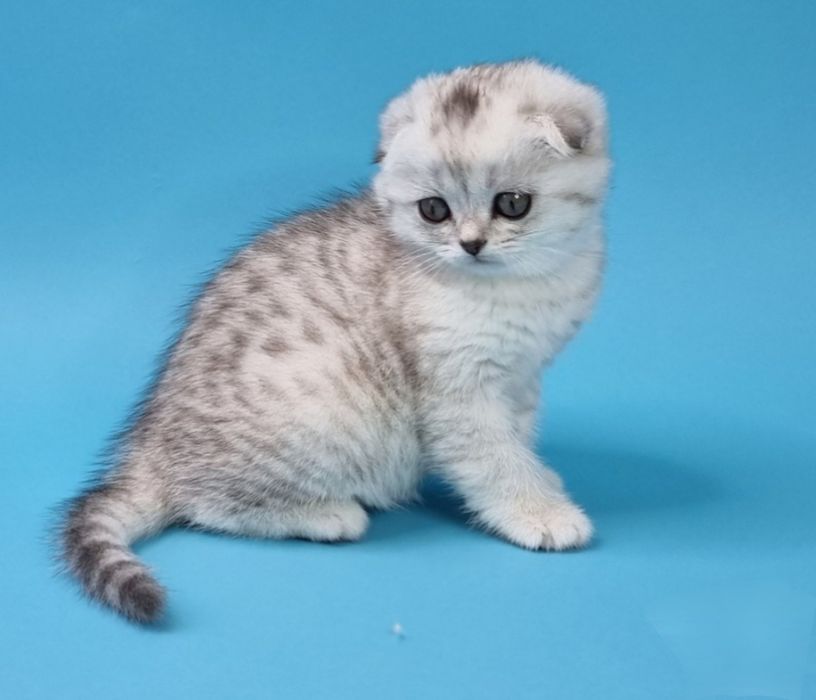 Шотландские шиншиллы мальчики