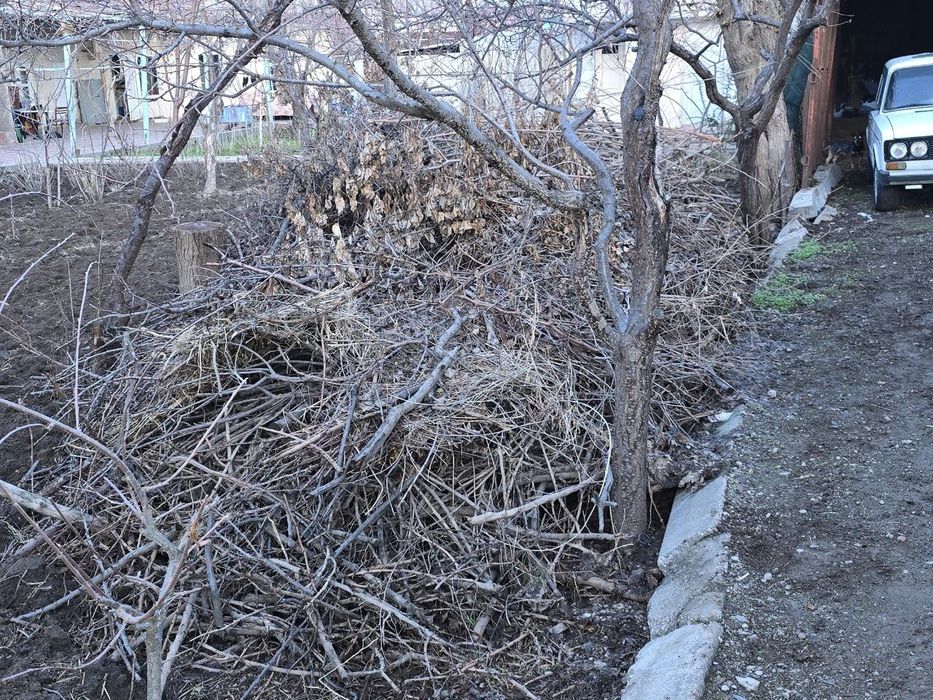 Дарахт шохлари сотилади