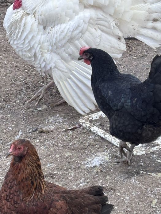 Продаём домашних петухов