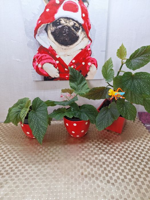 Продам комнатные цветы  бегонии