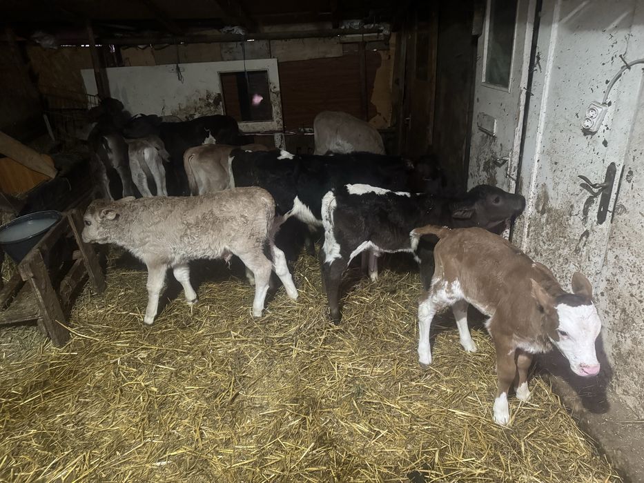 Vitei sugari , semi intarcati si intarcati taurasi si vitele