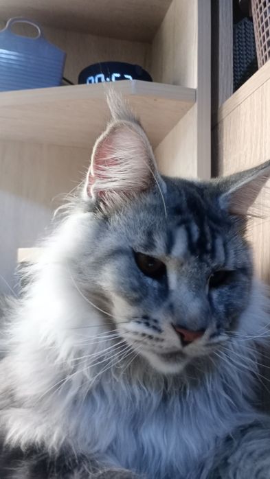Продам Кота породы Мэйн Кун