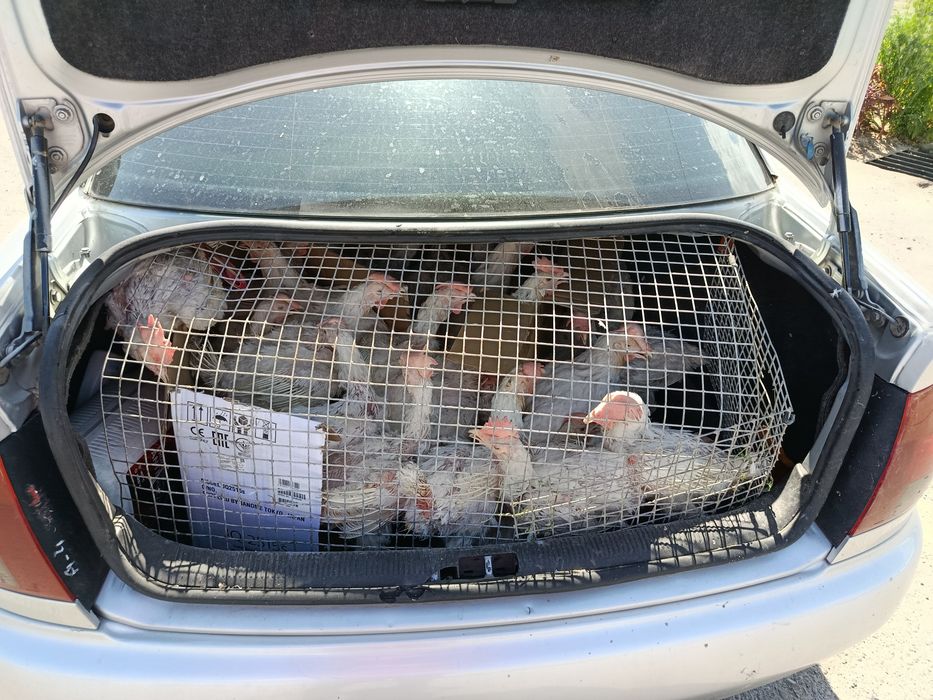 Продам кур несушек