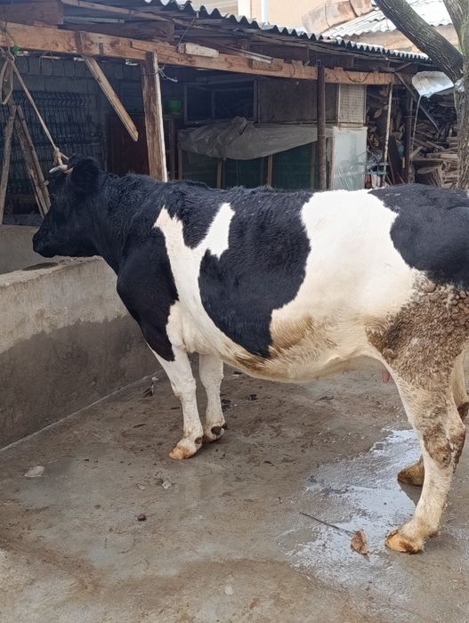 Rasiskiy yetu bogʻoz sigir sotiladi