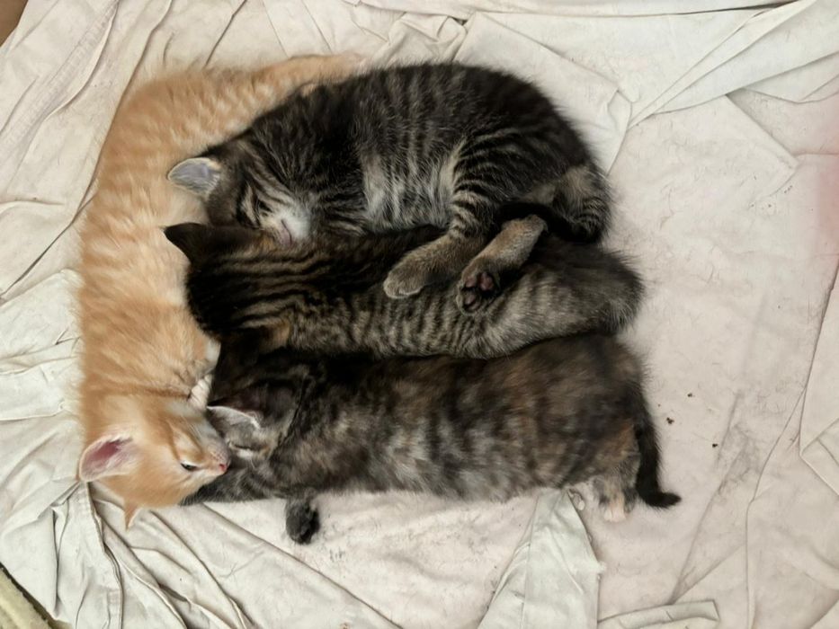 Отдам котят в добрые руки