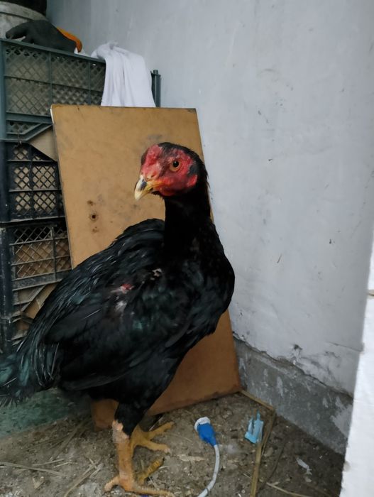 Дакн бойтсовскии