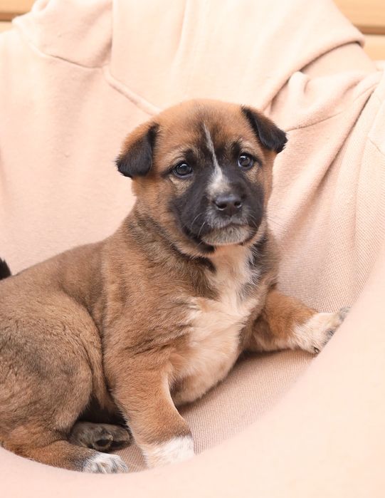 Крошка 1,5 месяца ищет домик