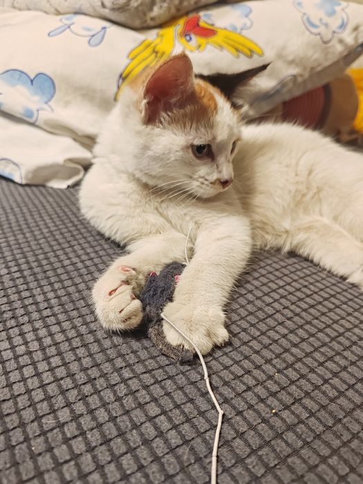 Найден котёнок, девочка