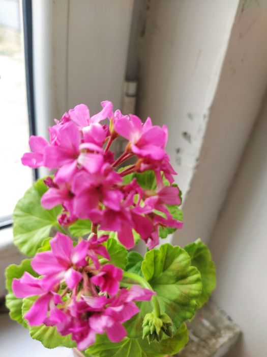 Герань от 500 тг до 2000 тг