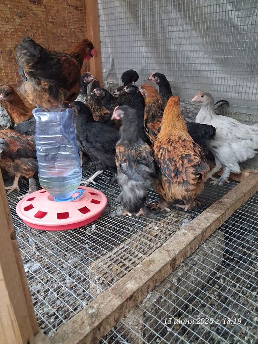 Продам курей кихинхоны