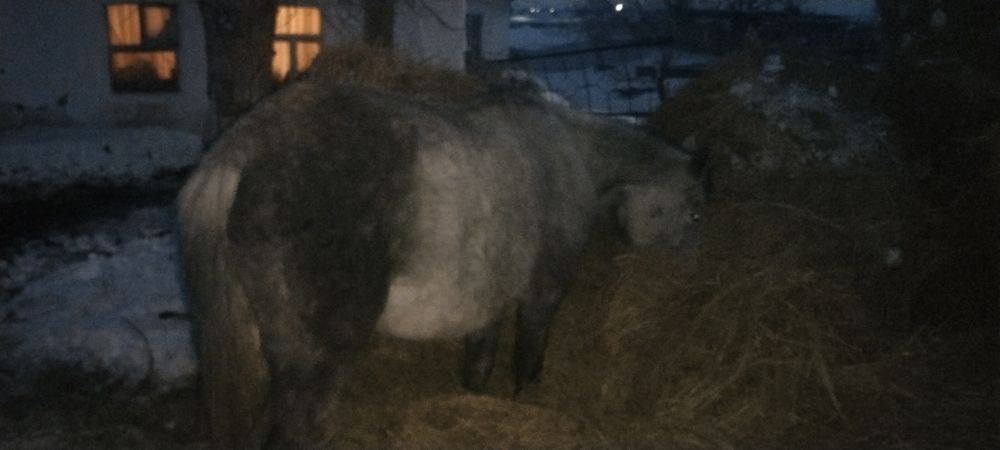 Продам лошадей кобыл