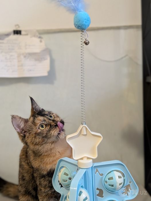 Кошка Ириска ищет дом!