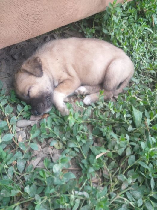 Щенки дворняжки.